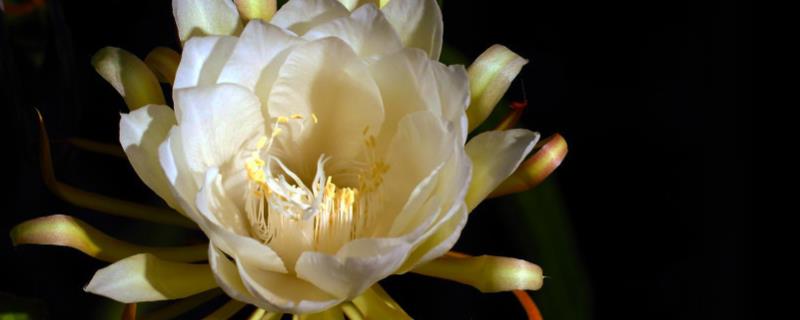 昙花怎么养才能开花