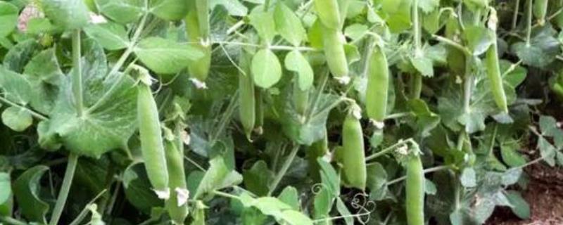 豌豆什么季节种植