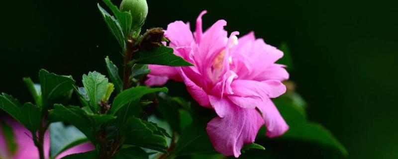 木槿花什么季节开花