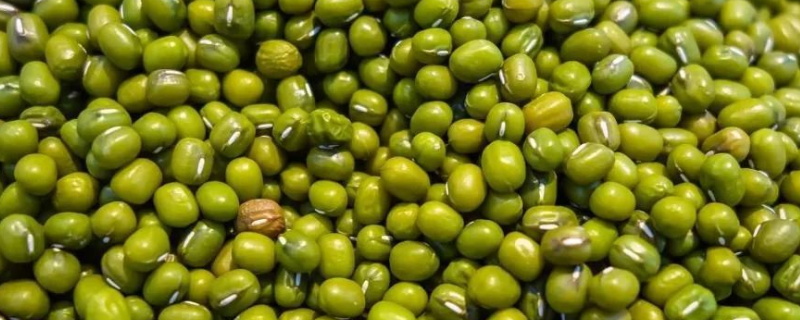 绿豆种植时间和施肥技术