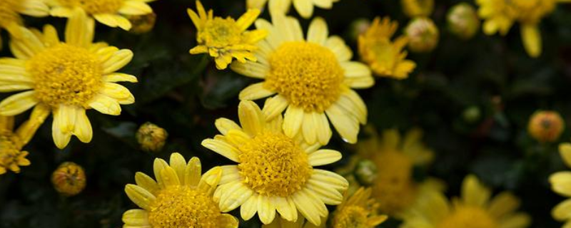 菊花如何施肥