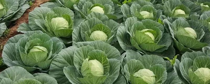 茴子白高效栽培技术