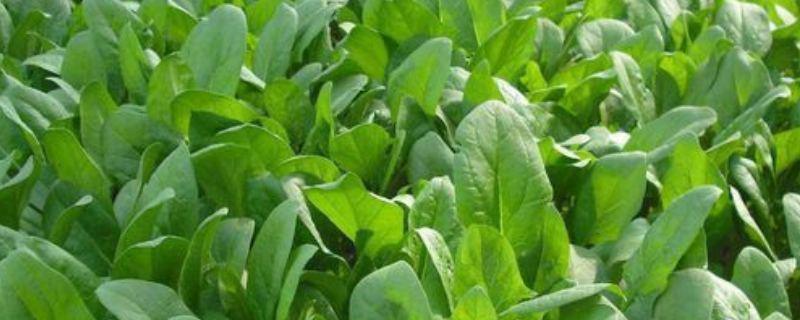 冬菠菜高效种植技术