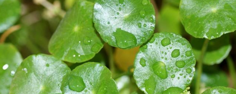 金钱草种植方法和技巧