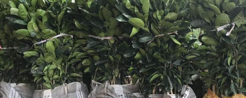 红柚子籽怎么种小盆栽