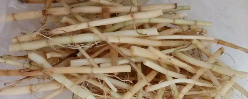茅根与鱼腥草的区别