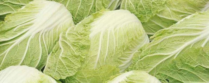 大白菜一般什么时候成熟