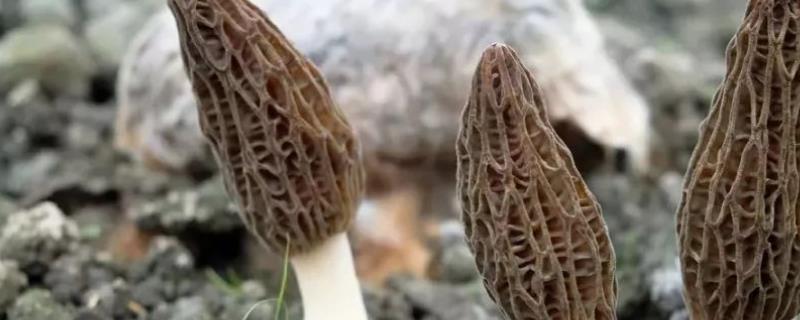 鹿花菌和羊肚菌的区别