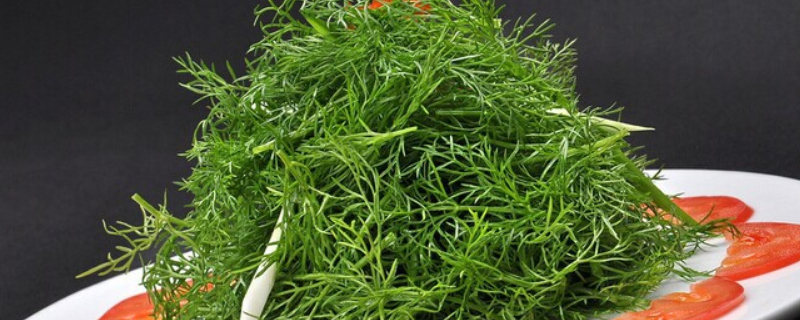 茴香菜可以生吃吗