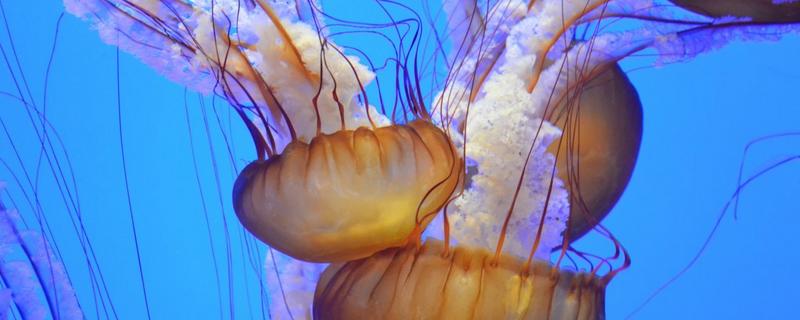 海蜇可以生吃吗