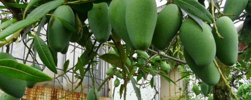 芒果籽怎么种结果