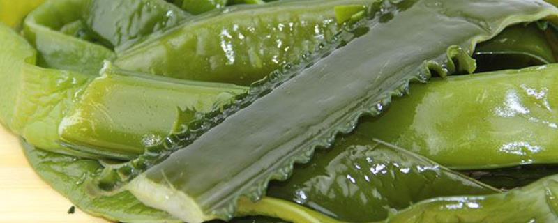海白菜可以生吃吗