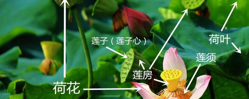 藕莲子可以生吃吗