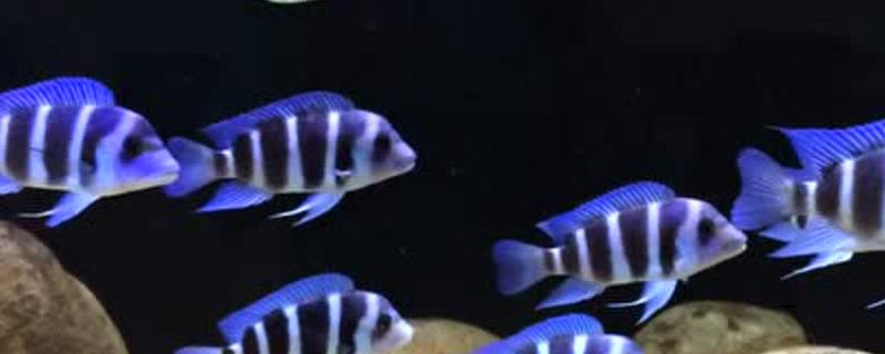 三湖慈鲷怎么繁殖