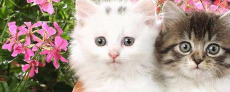 猫咪近亲繁殖会怎么样