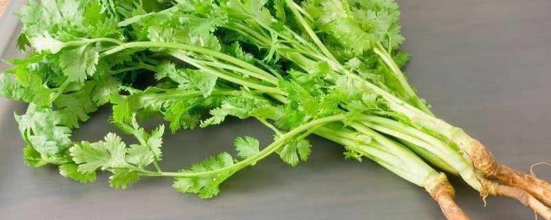香菜什么季节栽种