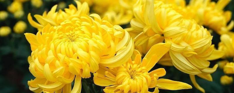 太阳花和菊花的区别