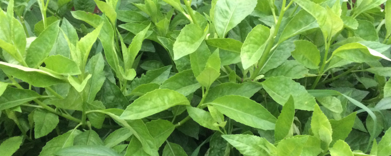 明月草与罗布麻的区别