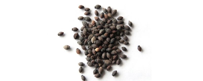 茉莉籽怎么种