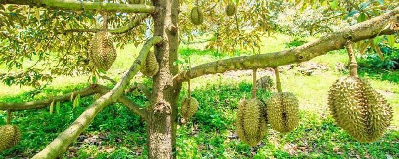 榴莲树要种植几年才能结果
