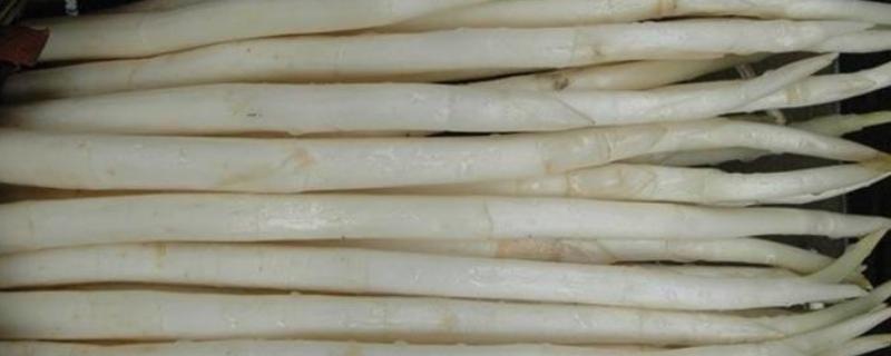 草芽是什么季节