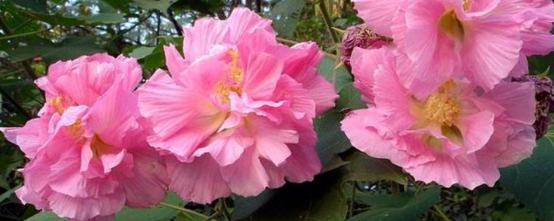 芙蓉花和木槿花的区别