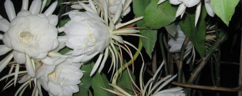 昙花跟火龙果花的区别