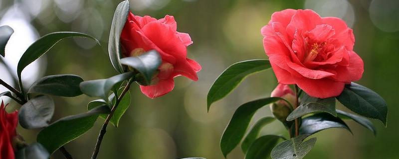 杜鹃花和山茶花的区别