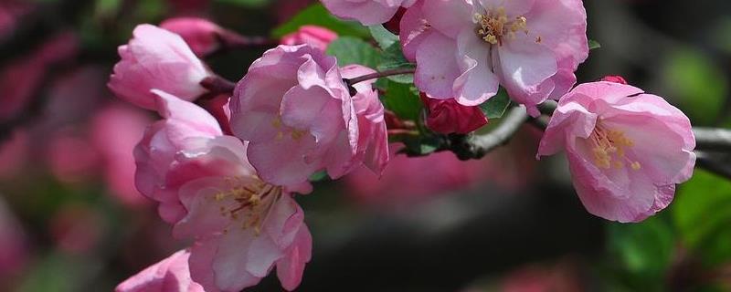 海棠几年结果