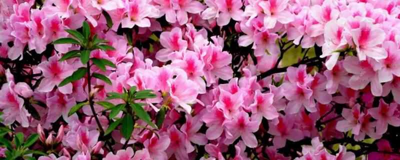 山茶花和杜鹃花的区别