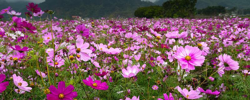 八瓣梅和格桑花的区别