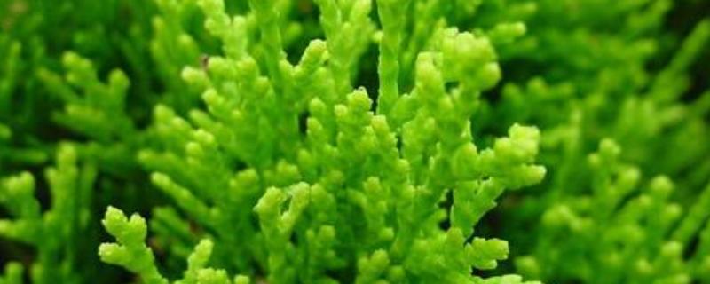鹿角菜与珊瑚草的区别