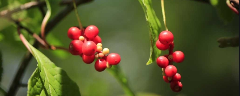 五味子几年结果