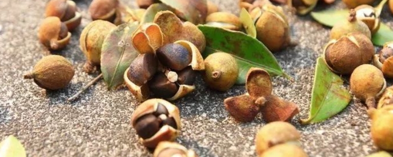 山茶籽怎么种