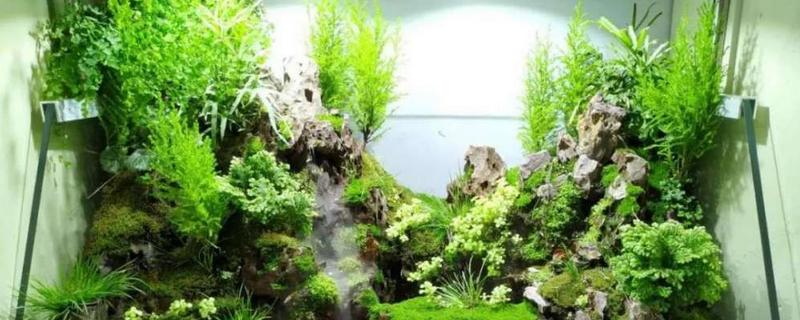 水陆缸用什么土养植物