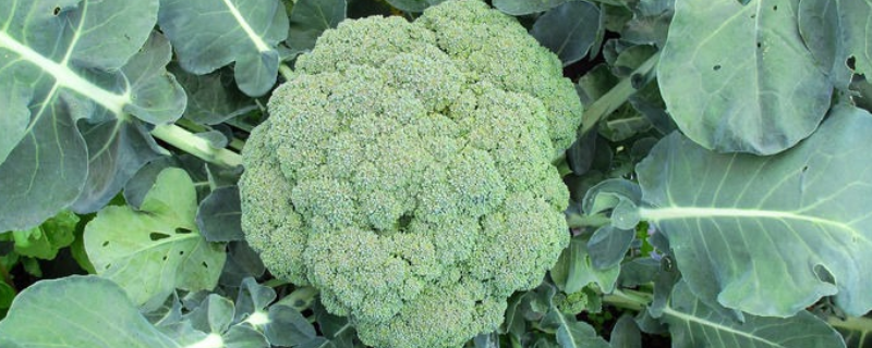 西蓝花和菜花的区别