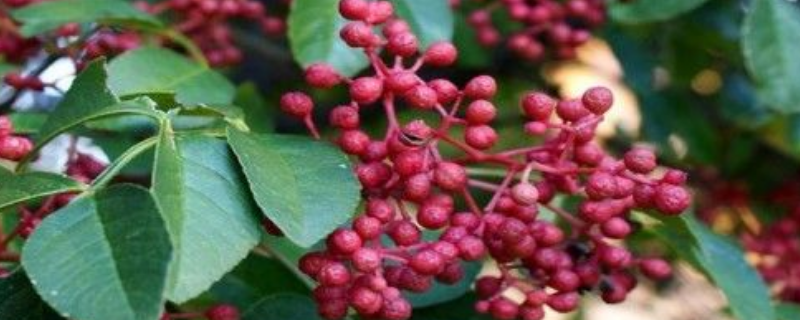 花椒树是有刺的还是无刺的好