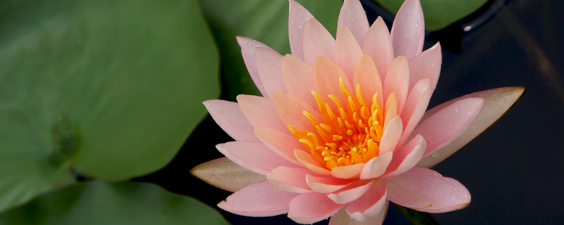 莲花什么季节开花