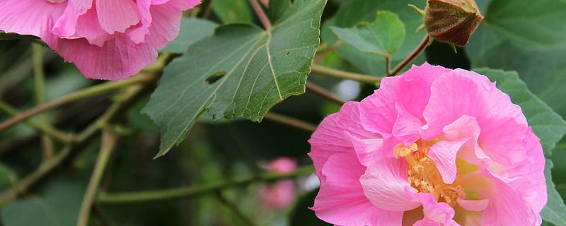 芙蓉花的特点