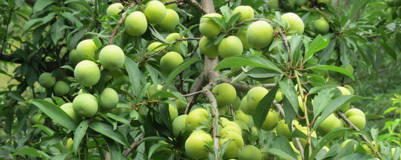 李子树种植几年结果