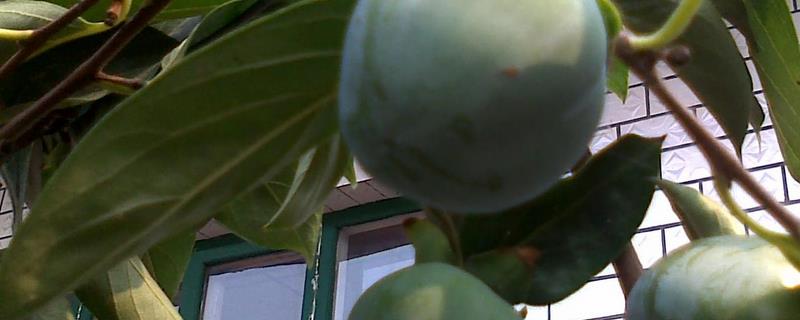 黑柿子树苗几年结果