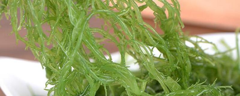 龙须菜与珊瑚草的区别