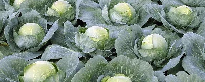 甘蓝菜可以生吃吗
