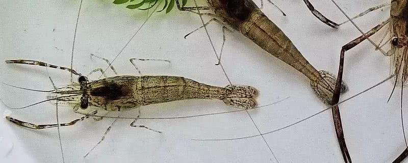 河虾怎么繁殖