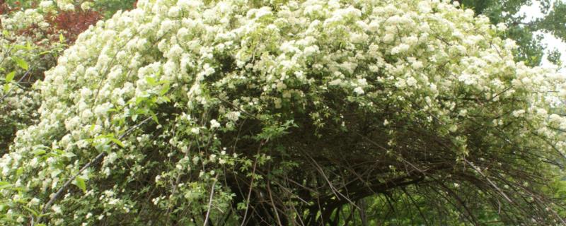 木香花怎么繁殖