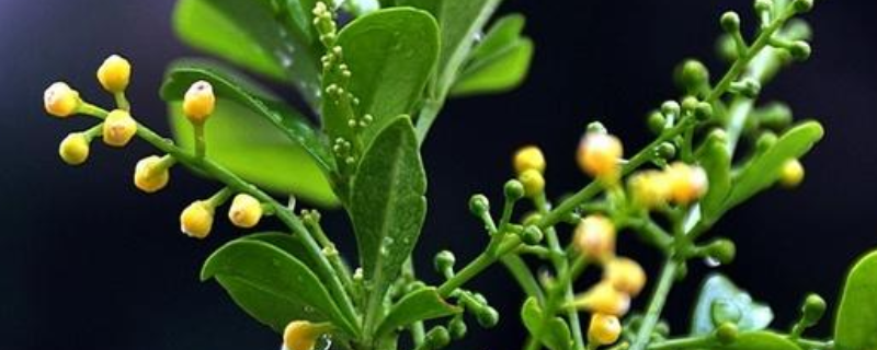 米兰花怎么过冬
