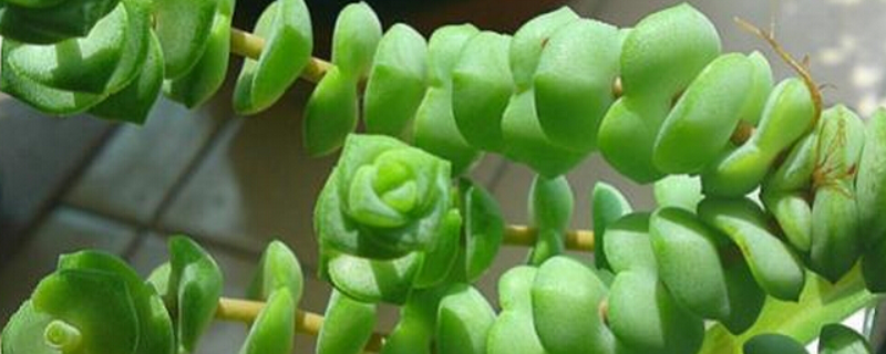 钱串子怎么繁殖