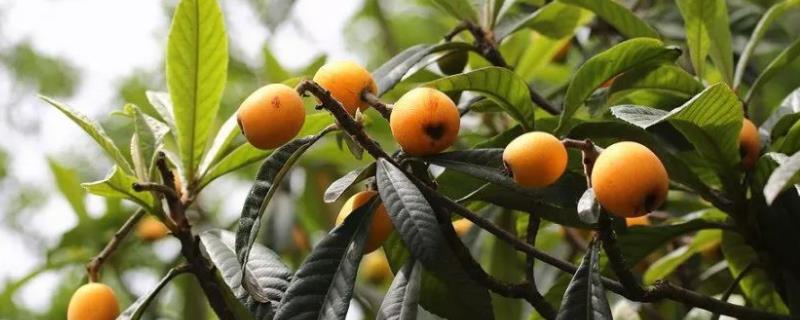 盆栽枇杷几年开花结果