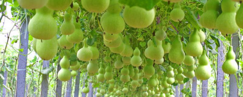 葫芦籽什么时候怎么种