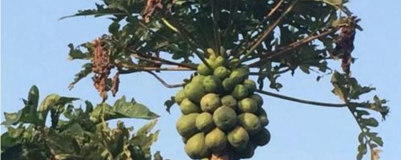 木瓜树几年开花结果